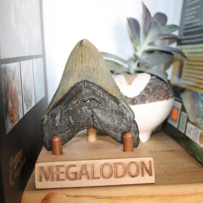 Get your Genuine Megalodon Shark Tooth Collectible: Ancient Ocean Giant – 110mm online now or in store at Forever Gems in Franschhoek, South Africa