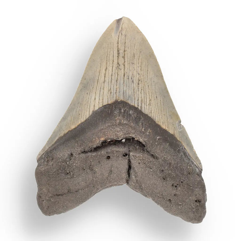 Get your Genuine Megalodon Shark Tooth Collectible: Ancient Ocean Giant – 110mm online now or in store at Forever Gems in Franschhoek, South Africa