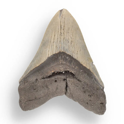 Get your Genuine Megalodon Shark Tooth Collectible: Ancient Ocean Giant – 110mm online now or in store at Forever Gems in Franschhoek, South Africa