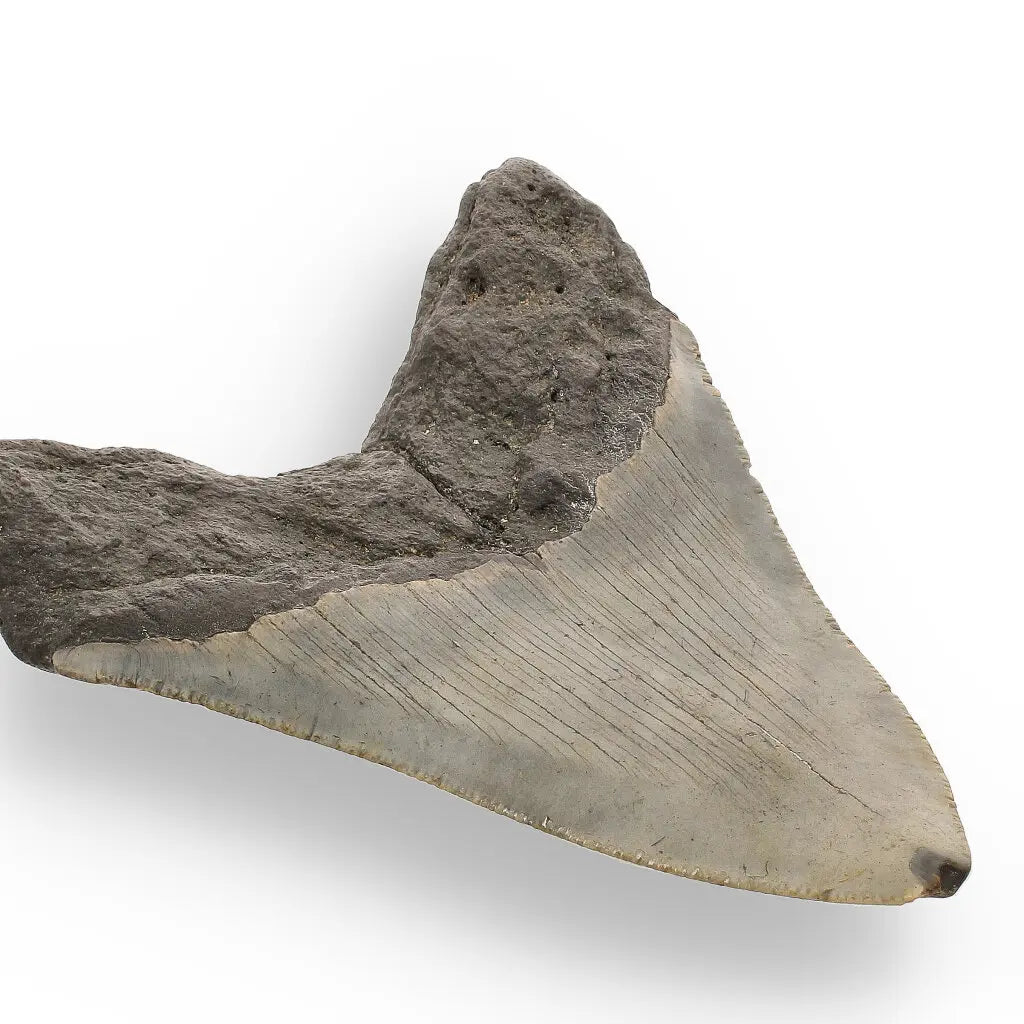 Get your Genuine Megalodon Shark Tooth Collectible: Ancient Ocean Giant – 110mm online now or in store at Forever Gems in Franschhoek, South Africa