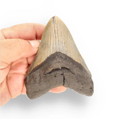 Get your Genuine Megalodon Shark Tooth Collectible: Ancient Ocean Giant – 110mm online now or in store at Forever Gems in Franschhoek, South Africa