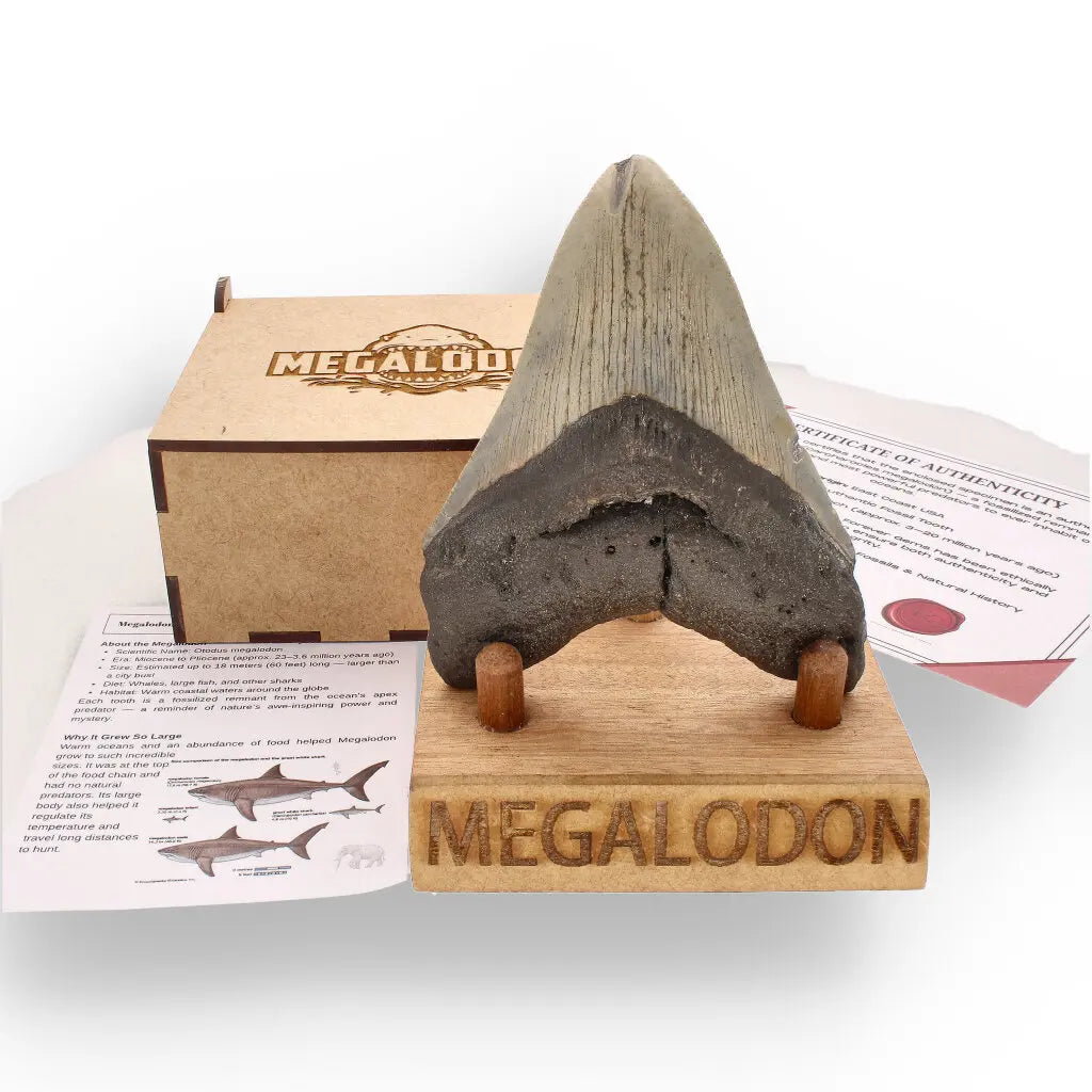 Get your Genuine Megalodon Shark Tooth Collectible: Ancient Ocean Giant – 110mm online now or in store at Forever Gems in Franschhoek, South Africa