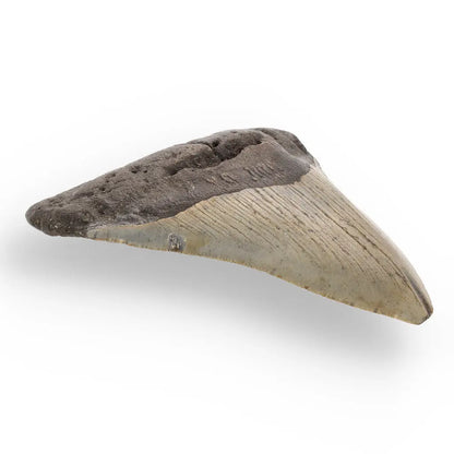 Get your Genuine Megalodon Shark Tooth Collectible: Ancient Ocean Giant – 110mm online now or in store at Forever Gems in Franschhoek, South Africa