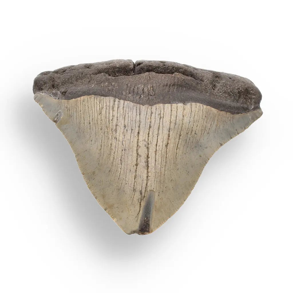 Get your Genuine Megalodon Shark Tooth Collectible: Ancient Ocean Giant – 110mm online now or in store at Forever Gems in Franschhoek, South Africa