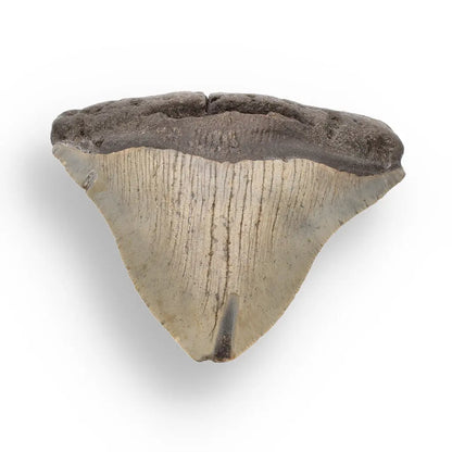 Get your Genuine Megalodon Shark Tooth Collectible: Ancient Ocean Giant – 110mm online now or in store at Forever Gems in Franschhoek, South Africa