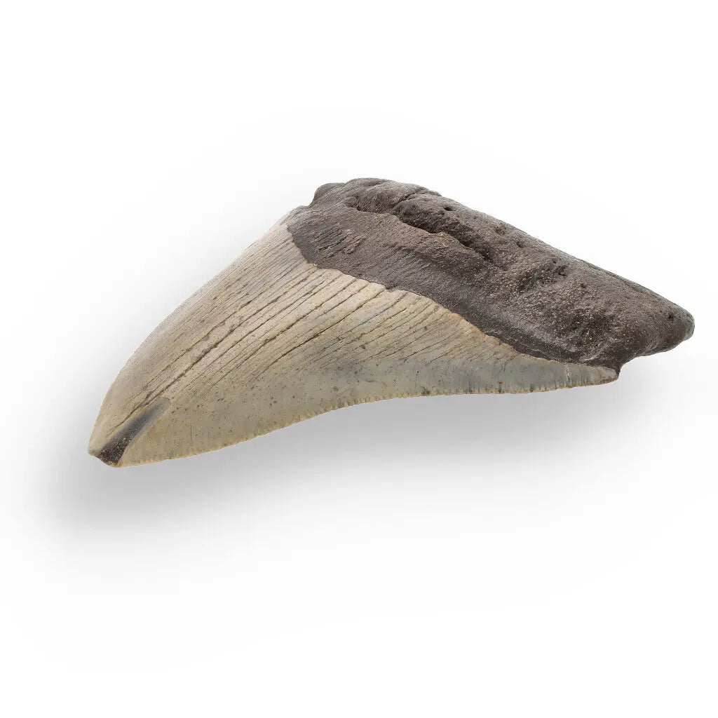 Get your Genuine Megalodon Shark Tooth Collectible: Ancient Ocean Giant – 110mm online now or in store at Forever Gems in Franschhoek, South Africa