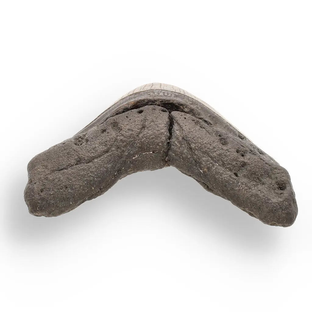 Get your Genuine Megalodon Shark Tooth Collectible: Ancient Ocean Giant – 110mm online now or in store at Forever Gems in Franschhoek, South Africa