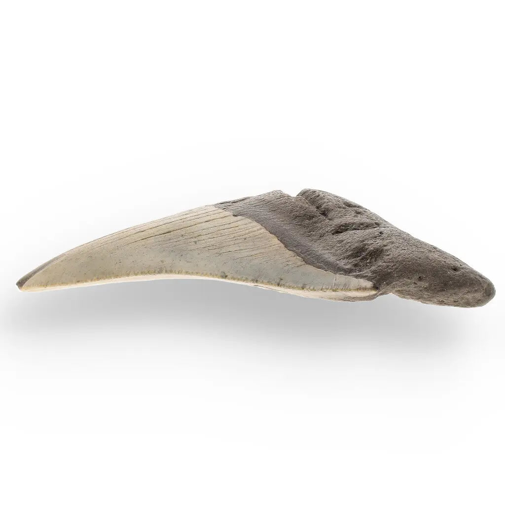 Get your Genuine Megalodon Shark Tooth Collectible: Ancient Ocean Giant – 110mm online now or in store at Forever Gems in Franschhoek, South Africa