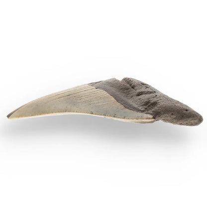 Get your Genuine Megalodon Shark Tooth Collectible: Ancient Ocean Giant – 110mm online now or in store at Forever Gems in Franschhoek, South Africa