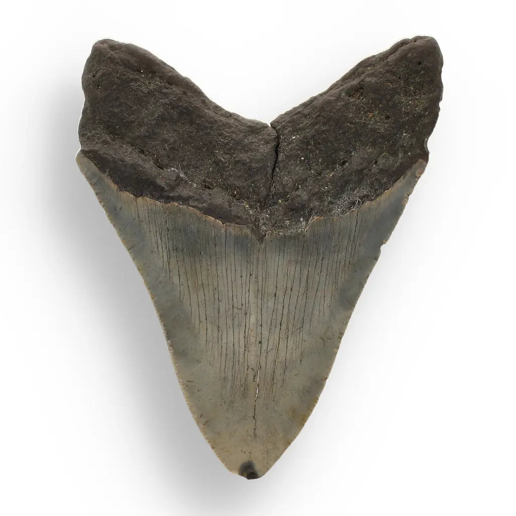 Get your Genuine Megalodon Shark Tooth Collectible: Ancient Ocean Giant – 110mm online now or in store at Forever Gems in Franschhoek, South Africa