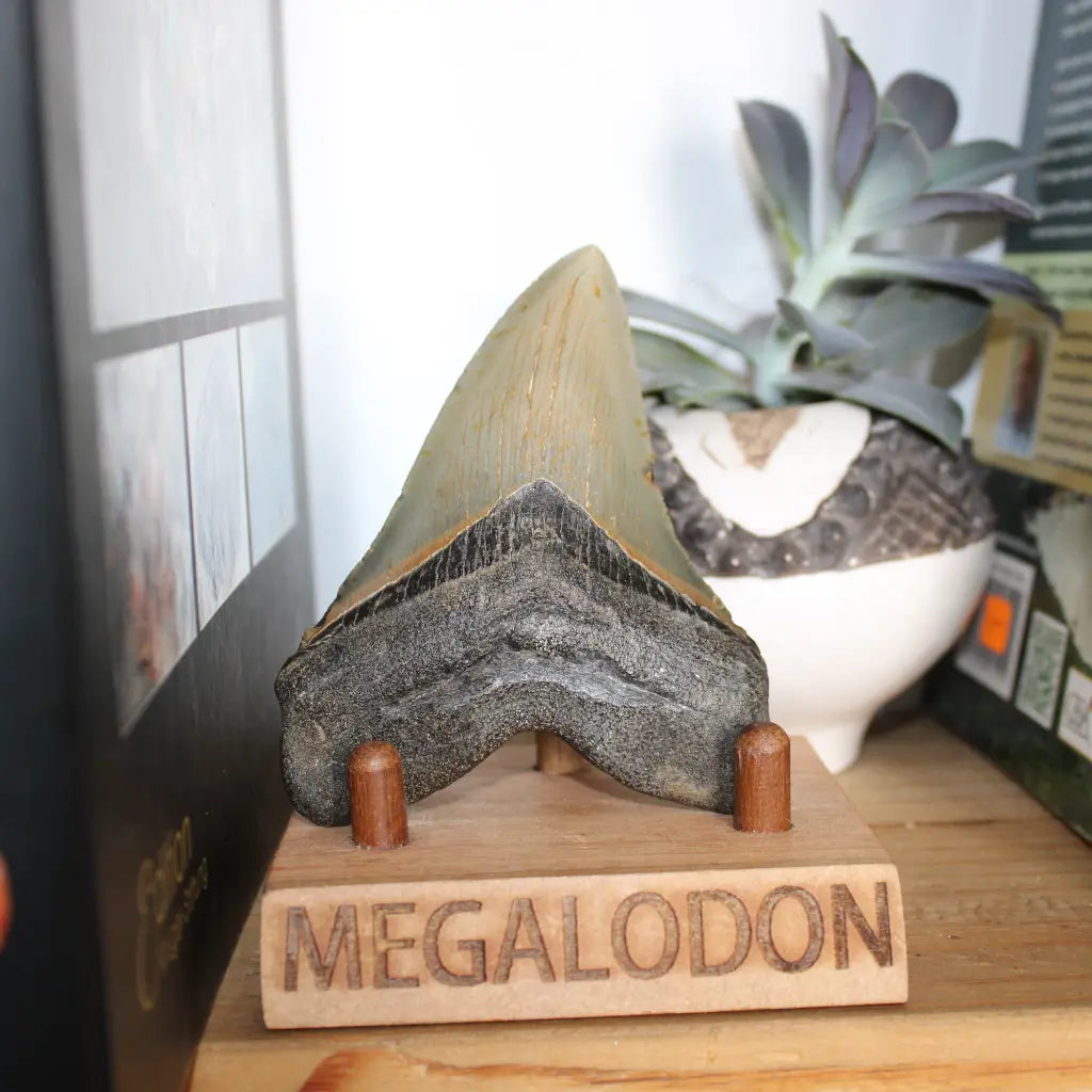 Get your Authentic Megalodon Fossil Tooth: Unearth a Titan’s Bite – 106mm online now or in store at Forever Gems in Franschhoek, South Africa