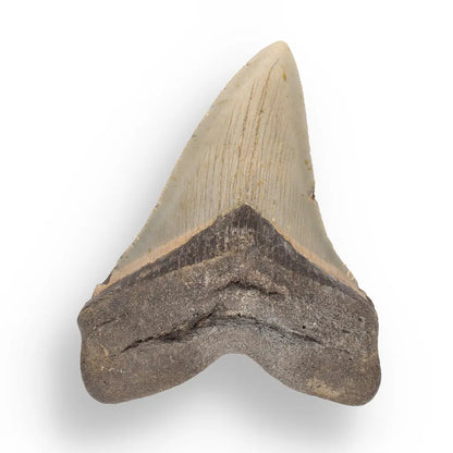 Get your Authentic Megalodon Fossil Tooth: Unearth a Titan’s Bite – 106mm online now or in store at Forever Gems in Franschhoek, South Africa