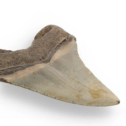 Get your Authentic Megalodon Fossil Tooth: Unearth a Titan’s Bite – 106mm online now or in store at Forever Gems in Franschhoek, South Africa
