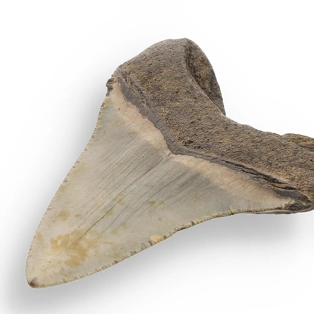 Get your Authentic Megalodon Fossil Tooth: Unearth a Titan’s Bite – 106mm online now or in store at Forever Gems in Franschhoek, South Africa