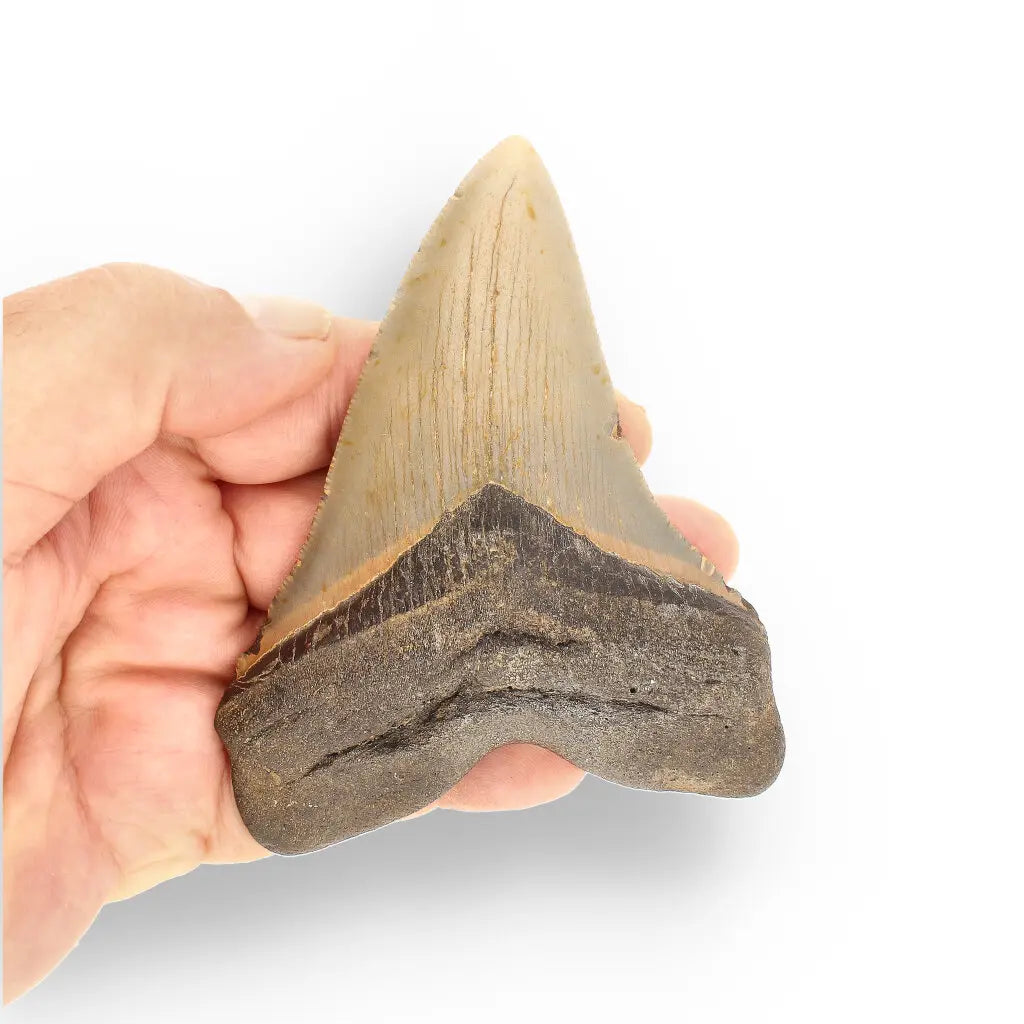 Get your Authentic Megalodon Fossil Tooth: Unearth a Titan’s Bite – 106mm online now or in store at Forever Gems in Franschhoek, South Africa
