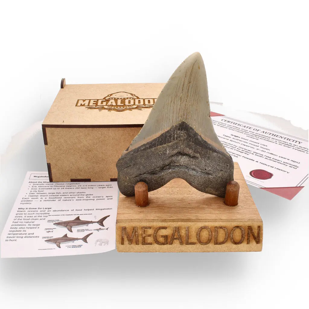 Get your Authentic Megalodon Fossil Tooth: Unearth a Titan’s Bite – 106mm online now or in store at Forever Gems in Franschhoek, South Africa