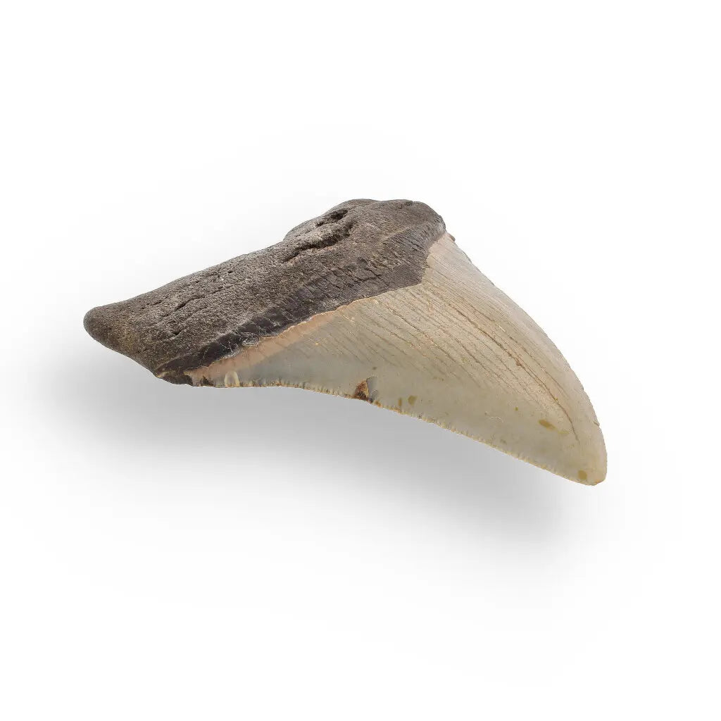 Get your Authentic Megalodon Fossil Tooth: Unearth a Titan’s Bite – 106mm online now or in store at Forever Gems in Franschhoek, South Africa