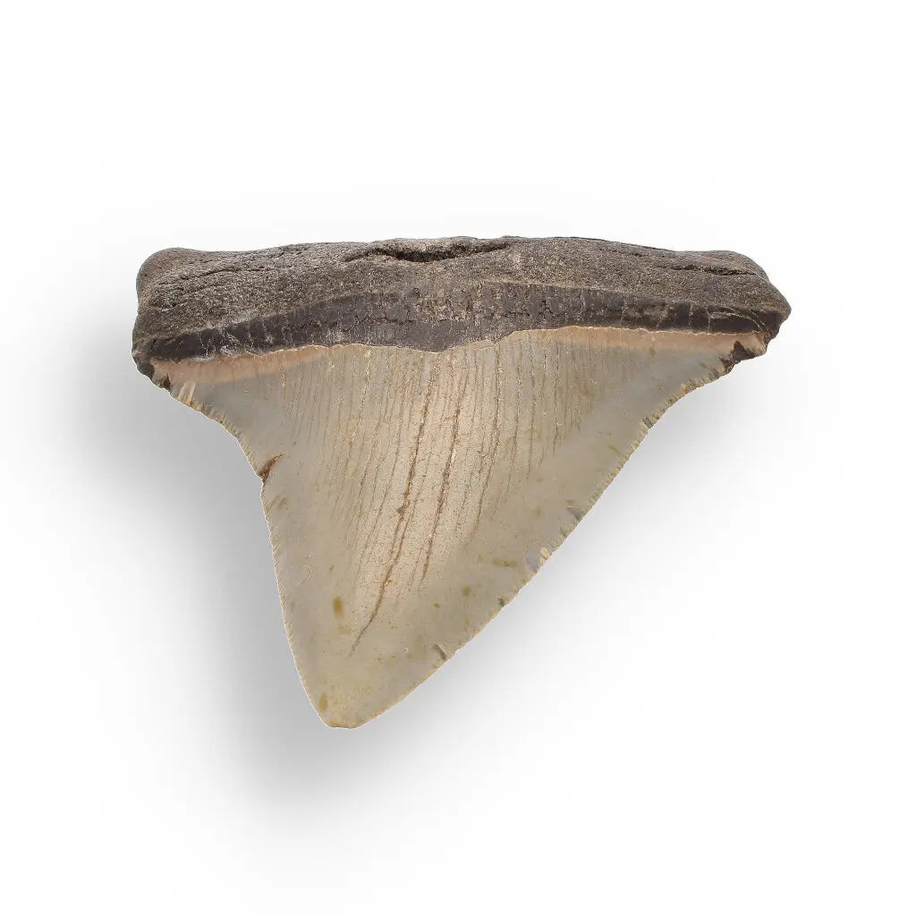 Get your Authentic Megalodon Fossil Tooth: Unearth a Titan’s Bite – 106mm online now or in store at Forever Gems in Franschhoek, South Africa