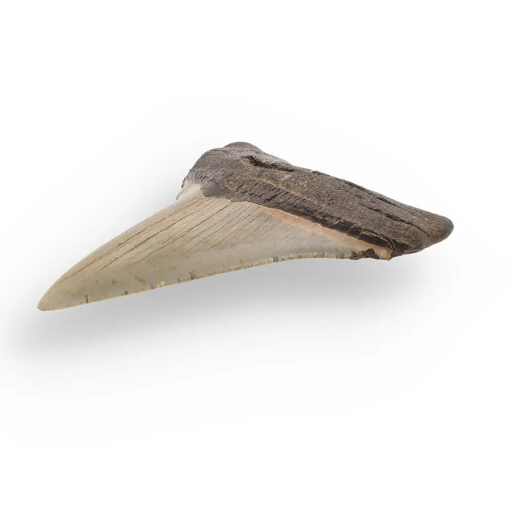 Get your Authentic Megalodon Fossil Tooth: Unearth a Titan’s Bite – 106mm online now or in store at Forever Gems in Franschhoek, South Africa
