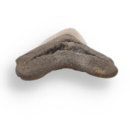 Get your Authentic Megalodon Fossil Tooth: Unearth a Titan’s Bite – 106mm online now or in store at Forever Gems in Franschhoek, South Africa