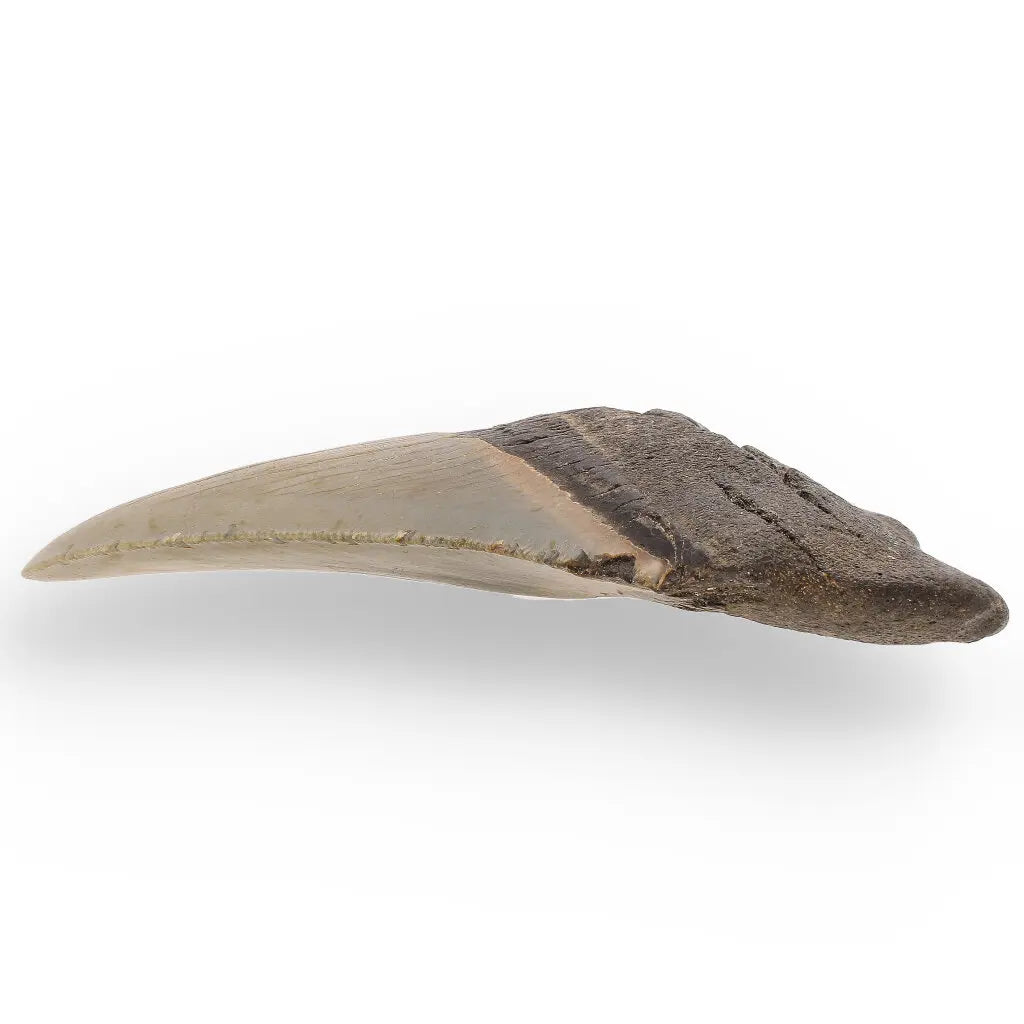 Get your Authentic Megalodon Fossil Tooth: Unearth a Titan’s Bite – 106mm online now or in store at Forever Gems in Franschhoek, South Africa