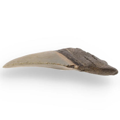 Get your Authentic Megalodon Fossil Tooth: Unearth a Titan’s Bite – 106mm online now or in store at Forever Gems in Franschhoek, South Africa