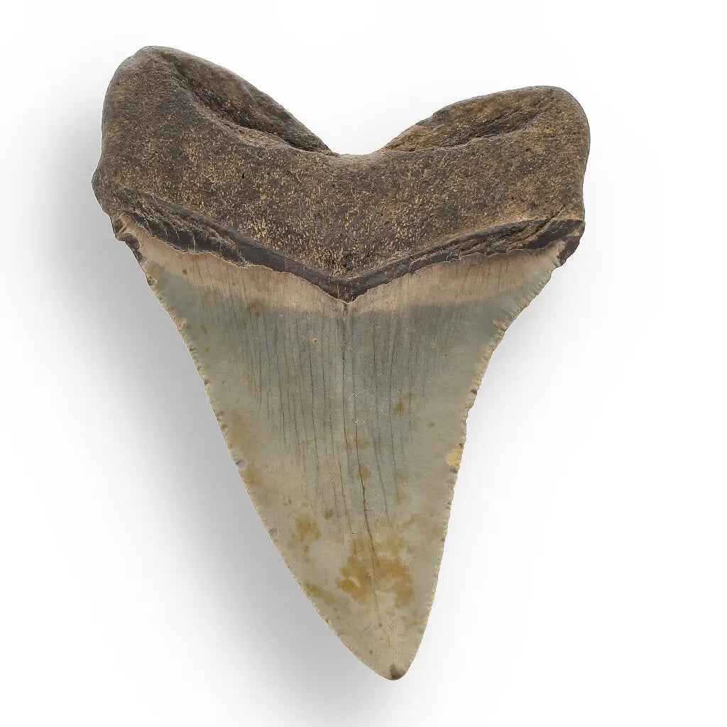 Get your Authentic Megalodon Fossil Tooth: Unearth a Titan’s Bite – 106mm online now or in store at Forever Gems in Franschhoek, South Africa