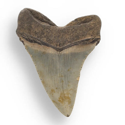 Get your Authentic Megalodon Fossil Tooth: Unearth a Titan’s Bite – 106mm online now or in store at Forever Gems in Franschhoek, South Africa