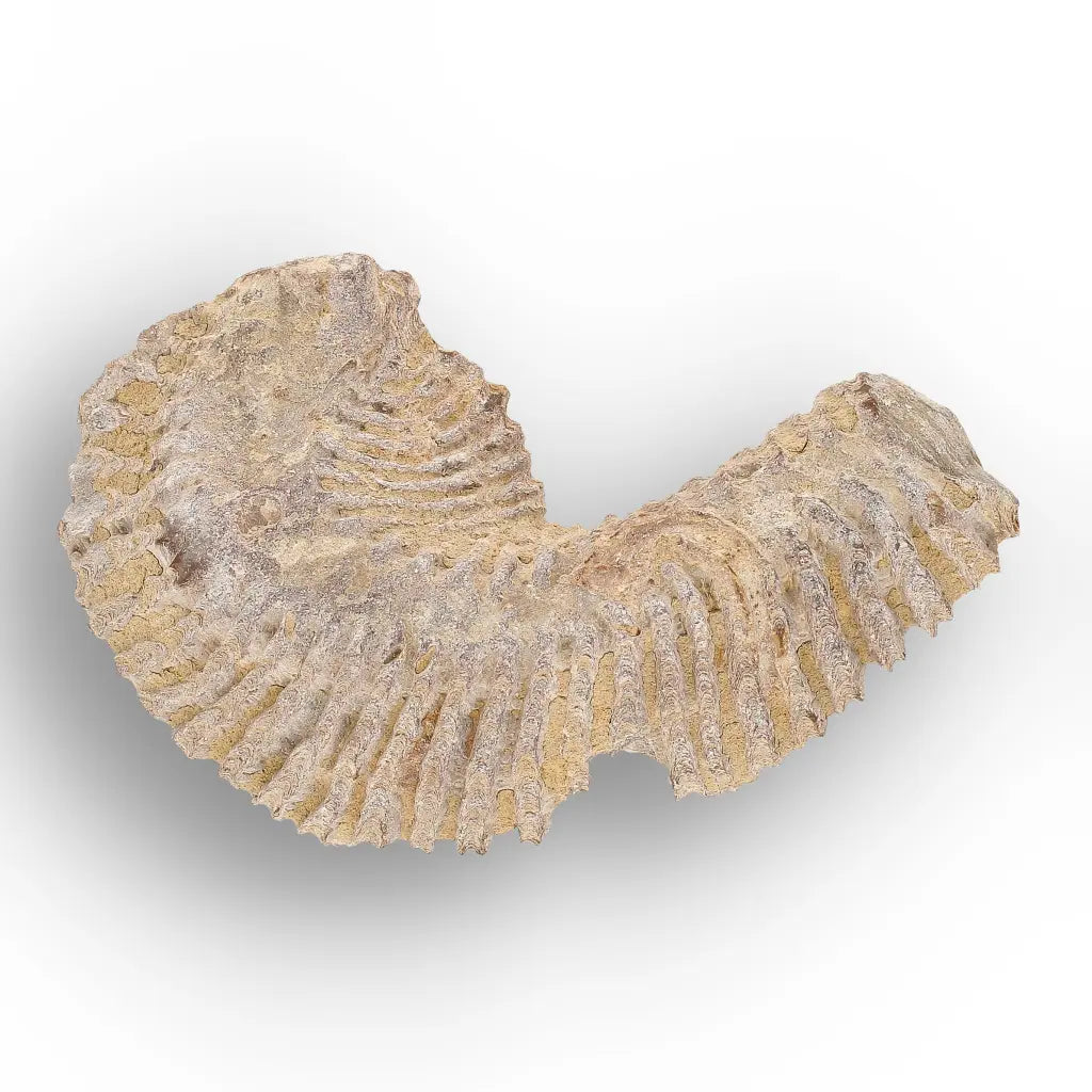 Get your Rastellum Carinatum Oyster Shell Cretaceous Period Fossil Specimen online now or in store at Forever Gems in Franschhoek, South Africa