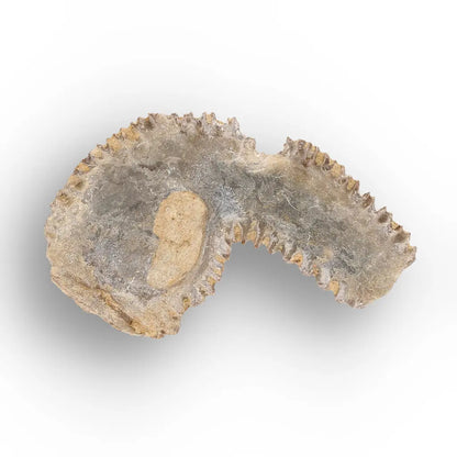 Get your Rastellum Carinatum Oyster Shell Cretaceous Period Fossil Specimen online now or in store at Forever Gems in Franschhoek, South Africa