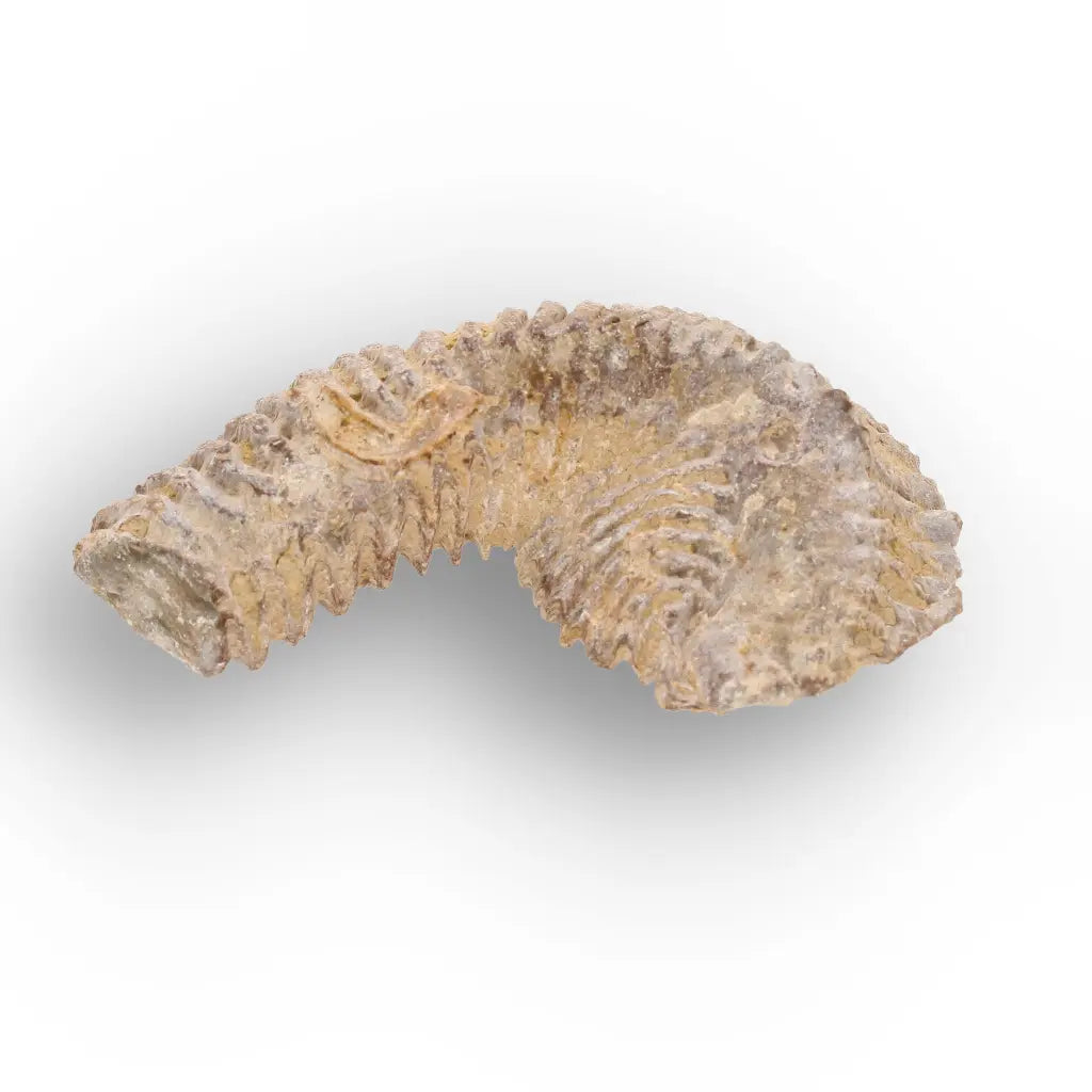Get your Rastellum Carinatum Oyster Shell Cretaceous Period Fossil Specimen online now or in store at Forever Gems in Franschhoek, South Africa