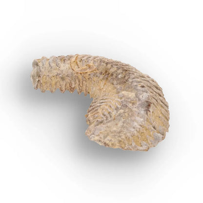 Get your Rastellum Carinatum Oyster Shell Cretaceous Period Fossil Specimen online now or in store at Forever Gems in Franschhoek, South Africa