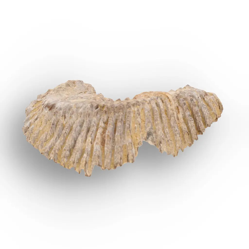 Get your Rastellum Carinatum Oyster Shell Cretaceous Period Fossil Specimen online now or in store at Forever Gems in Franschhoek, South Africa