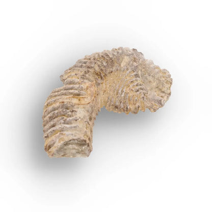 Get your Rastellum Carinatum Oyster Shell Cretaceous Period Fossil Specimen online now or in store at Forever Gems in Franschhoek, South Africa