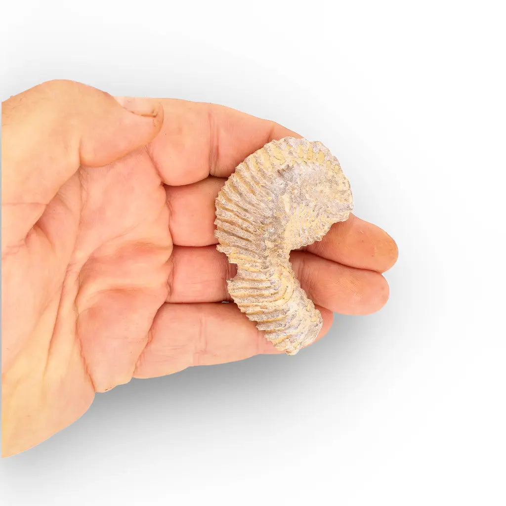 Get your Rastellum Carinatum Oyster Shell Cretaceous Period Fossil Specimen online now or in store at Forever Gems in Franschhoek, South Africa