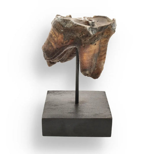Buy your Woolly Rhino Tooth: Prehistoric Power "Smiley Face" online now or in store at Forever Gems in Franschhoek, South Africa