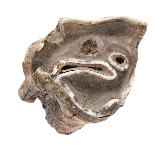 Buy your Woolly Rhino Tooth: Prehistoric Power "Smiley Face" online now or in store at Forever Gems in Franschhoek, South Africa