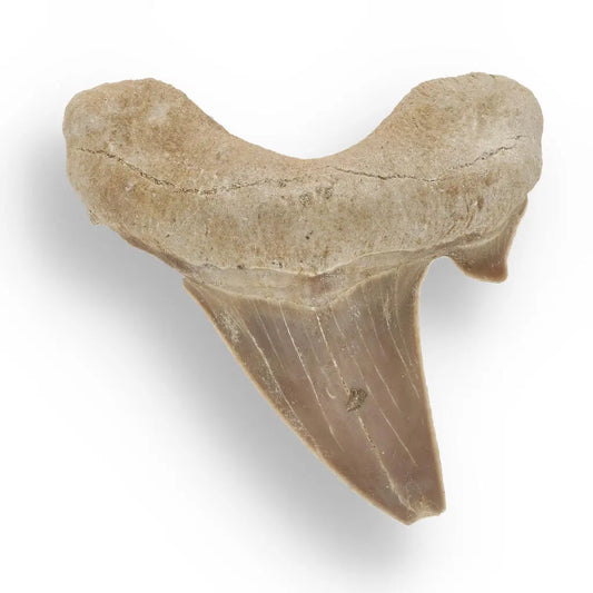 Buy your Ancient Shark Relic from Morocco online now or in store at Forever Gems in Franschhoek, South Africa