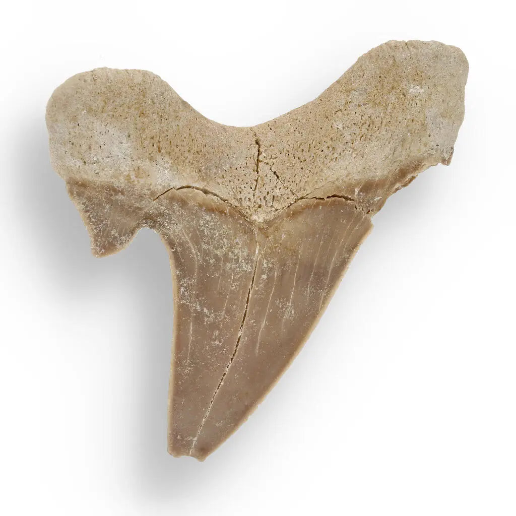 Buy your Ancient Shark Relic from Morocco online now or in store at Forever Gems in Franschhoek, South Africa