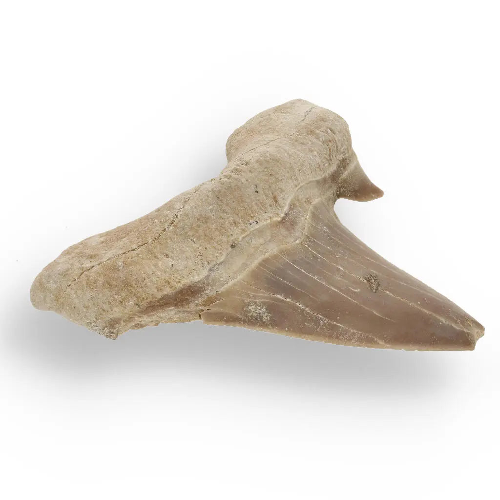 Buy your Ancient Shark Relic from Morocco online now or in store at Forever Gems in Franschhoek, South Africa