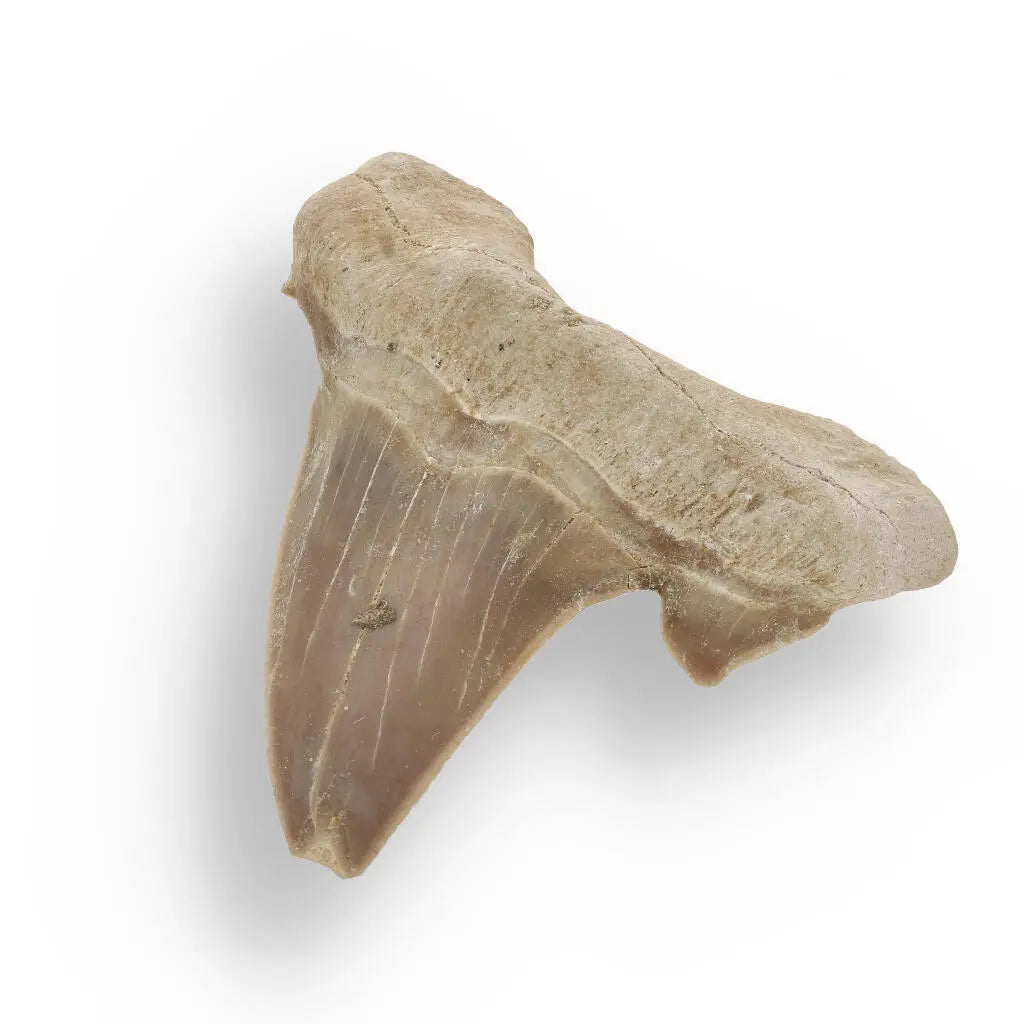 Buy your Ancient Shark Relic from Morocco online now or in store at Forever Gems in Franschhoek, South Africa