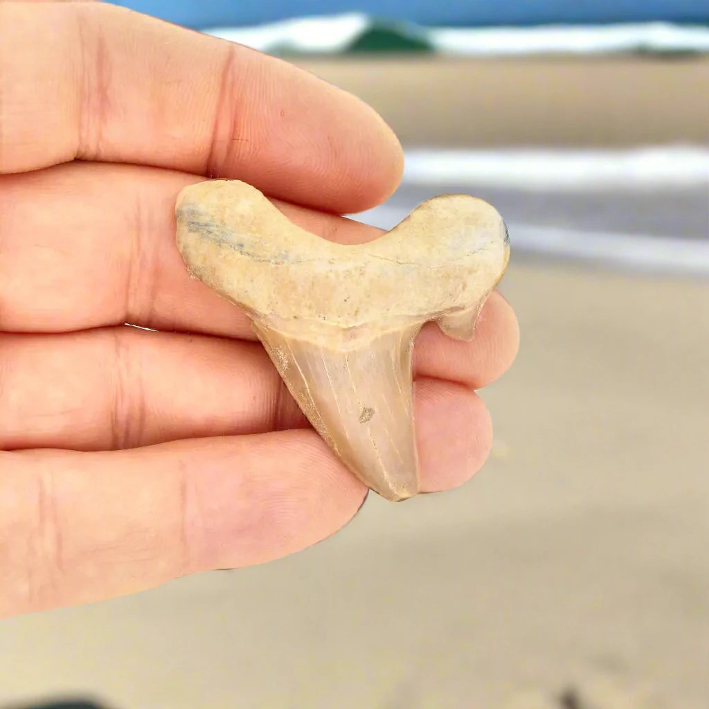 Buy your Ancient Shark Relic from Morocco online now or in store at Forever Gems in Franschhoek, South Africa