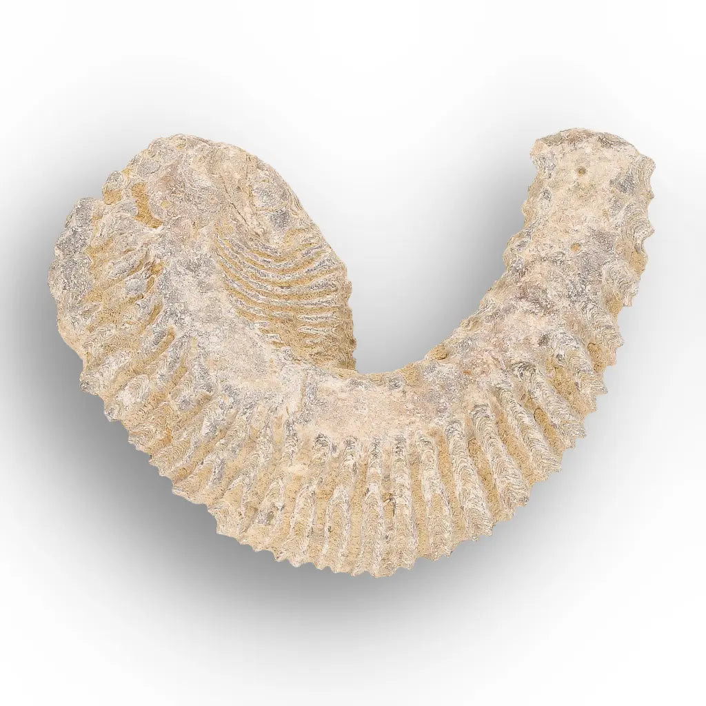 Get your Rastellum Carinatum Oyster Cretaceous Extinction Event Fossil Shell online now or in store at Forever Gems in Franschhoek, South Africa