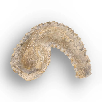 Get your Rastellum Carinatum Oyster Cretaceous Extinction Event Fossil Shell online now or in store at Forever Gems in Franschhoek, South Africa