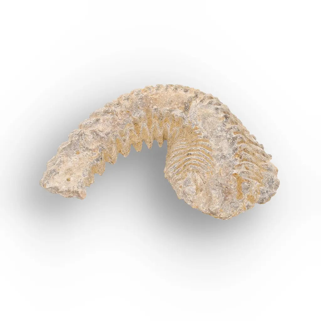 Get your Rastellum Carinatum Oyster Cretaceous Extinction Event Fossil Shell online now or in store at Forever Gems in Franschhoek, South Africa