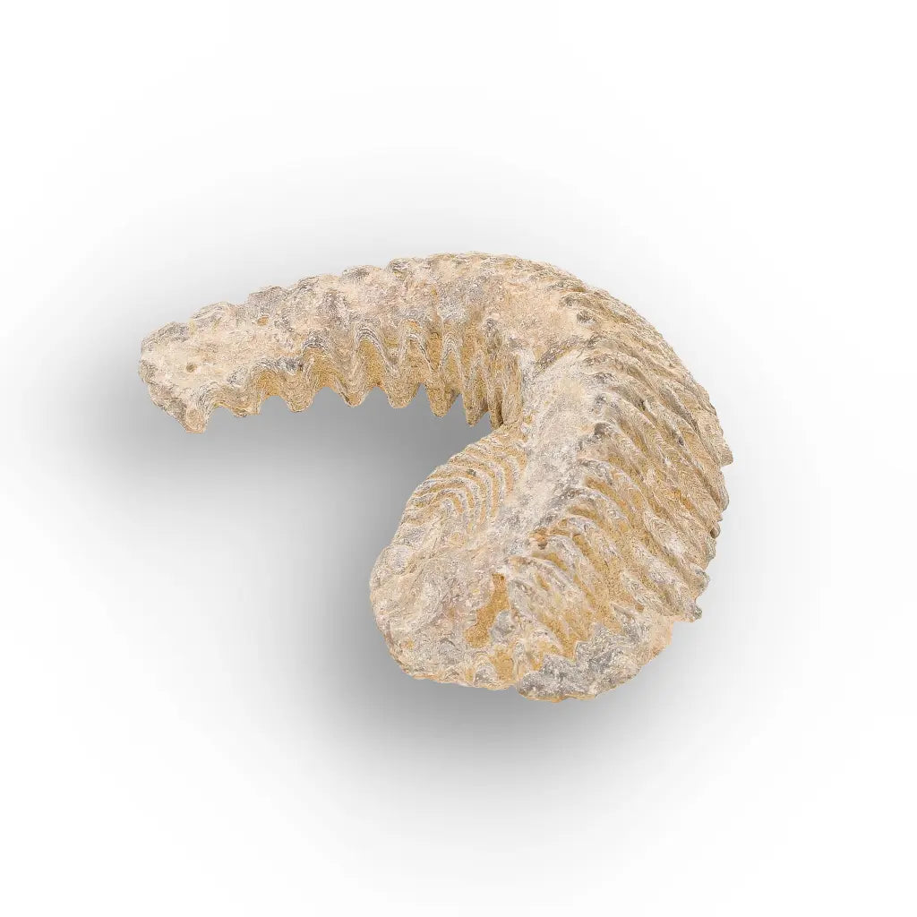 Get your Rastellum Carinatum Oyster Cretaceous Extinction Event Fossil Shell online now or in store at Forever Gems in Franschhoek, South Africa