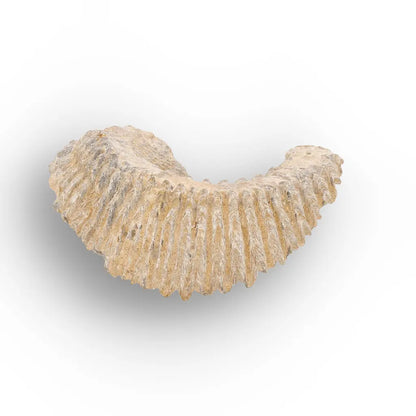 Get your Rastellum Carinatum Oyster Cretaceous Extinction Event Fossil Shell online now or in store at Forever Gems in Franschhoek, South Africa