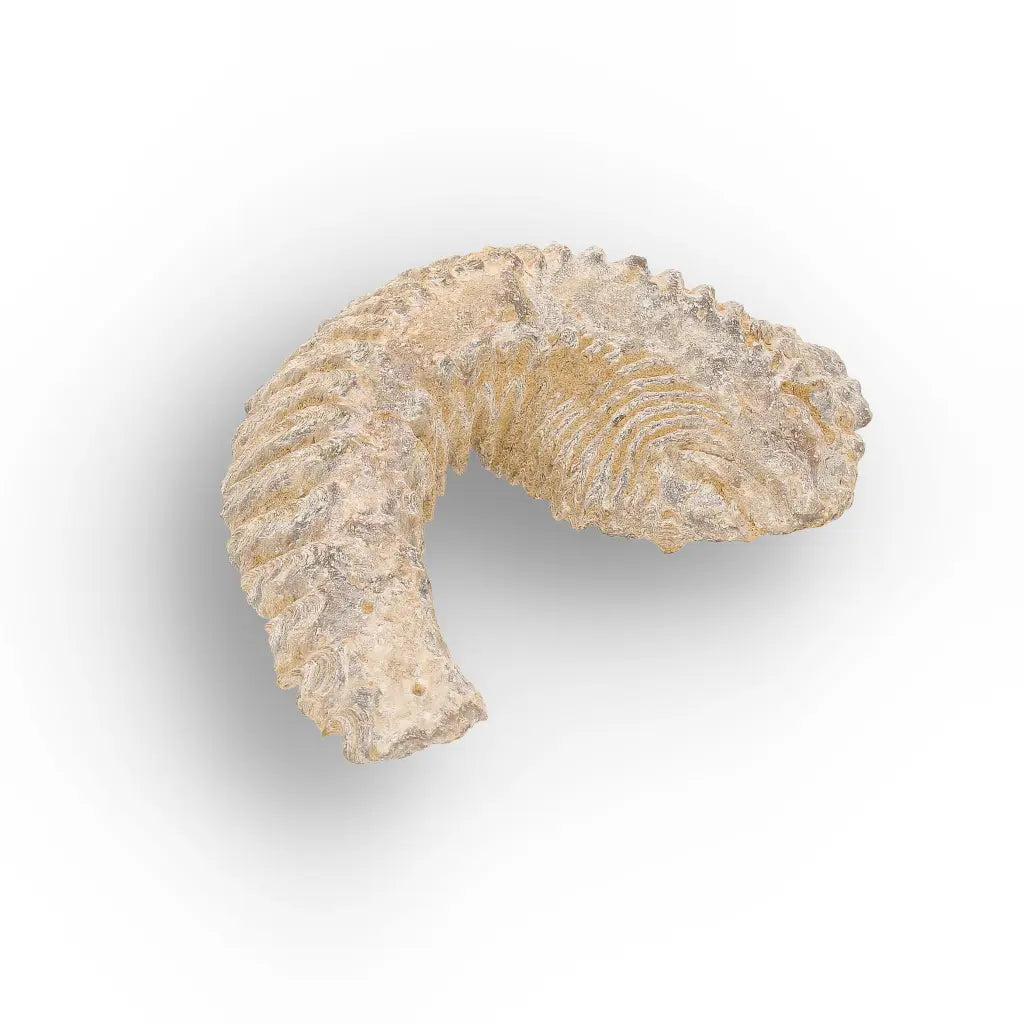 Get your Rastellum Carinatum Oyster Cretaceous Extinction Event Fossil Shell online now or in store at Forever Gems in Franschhoek, South Africa