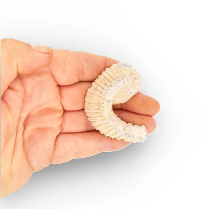 Get your Rastellum Carinatum Oyster Cretaceous Extinction Event Fossil Shell online now or in store at Forever Gems in Franschhoek, South Africa