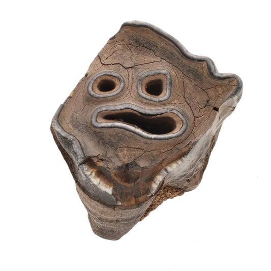 Buy your Woolly Rhino Tooth: Ancient "Smiley Face" Treasure online now or in store at Forever Gems in Franschhoek, South Africa